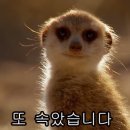 동네족발 이미지