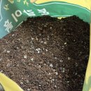 흙고운 주식회사 | 가든집사분갈이흙 분갈이흙5L 사용 후기 집에서 화분 분갈이하기