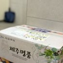 제주탐스런귤자매