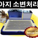 토토애견 이미지