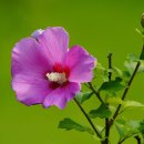 TAEGEUKGI & MUGUNGHWA 이미지