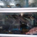 사량도횟집 이미지