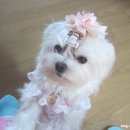 까까맘마 이미지