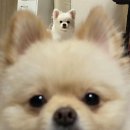 씨유(CU) 수원운동장북문점 | [그냥일상/미앵이일상]다이어트중,연무동타코야끼,연무동 정담순대국,연무동 맛집,CU 샐러드 후기