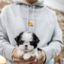 일산 강아지분양 스마트독 이미지