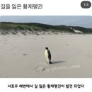 코티지피