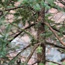 전나무 Abies holophylla Maxim. 이미지
