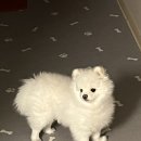 도그라움 이미지