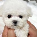 퍼피아이애견 이미지