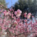 국채보상운동기념공원 | 대구 시내 홍매화 가득한 곳 &#39;국채보상운동기념공원&#39; 방문 후기 - 주차정보