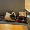 멜로우 나인 | 진주 고양이가 있는 금산 카페 멜로우나인 후기