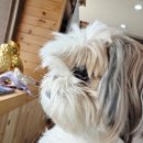 페츠업 동물병원 이미지