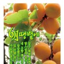 살구네집 이미지