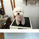 애견미용 나나엄마 이미지