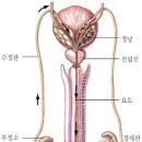 미소관 이미지
