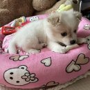 위니펫동물병원 이미지