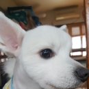 도리도리펫샵 이미지