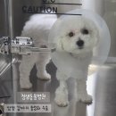 정샘동물병원 이미지