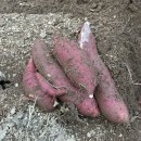 대구농장 | 구미근교 대구 동구 아이랑 팔공산사과체험농장 고구마 수확체험 후기