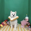 르네펫살롱 이미지