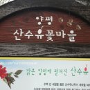 주읍리산수유꽃마을 이미지