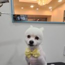 뚜뚜애견 이미지