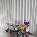 꽃보다예쁘개 | 청주어버이날꽃 독일 자격 플로리스트가 운영하는 수작에서 카네이션 다발 픽업 후기