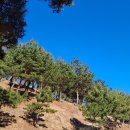 수림장 | 영천 은해사 수목장(수림장)방문 후기 설날 성묘와 평온한 소나무 숲길 산책