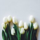 샴푸요정 - 창원시 마산합포구 | 샴푸요정