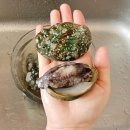 청용수산 전복 싱싱한 완도 전복 산지직송 무료배송 솔직후기