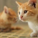 행복나라상점 이미지