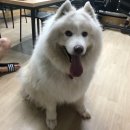 원당애견미용 이미지