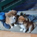 삼봉농원 이미지