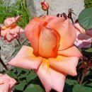 도당공원 이미지