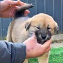 알콩이네 이미지