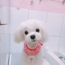 살롱드 꽃개 이미지