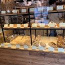 우니카트 이미지