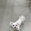 멍둥이 이미지