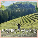 인생설렁탕 전남보성점 | 전남 보성 대한 다원 녹차밭 여행 5월 입장료 카페 아이스크림 전망대