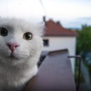 강동24시 SKY 동물의료센터 이미지