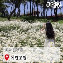 이현동물약국 | 대구 여행코스 추천 이현공원 5월 샤스타데이지 꽃구경