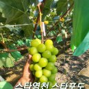 샤인스타