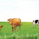 둥지축산 이미지