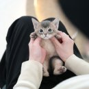 부산고양이분양 미유펫 이미지