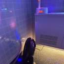 악쓰는하마 코인노래연습장2 이미지