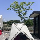 여름 텐트 추천 : 패슬로우 어나더돔 면텐트 피칭 후기/텐풍🏕️
