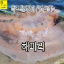 탁선장이 해파리, 해파리물회, 해파리에 대한 정보 안내 합니다. 이미지