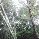 고목나무 이미지