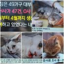 #️⃣법 제정 후 31년, [동물 보호법] 전면 개정 공포 되었다.(.농림 식품부) *️⃣국제:비둘기 기생충 크립토코쿠스 효모균'감염" 이미지