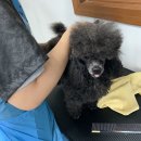 강북에이스애견미용학원 이미지